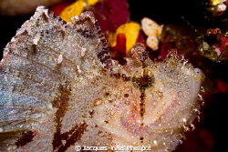 Canon G9 + Dyron Close-Up Lens + Sea&Sea YS-110a Strobe by Jacques-Yves Phelipot 